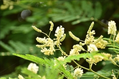 Senegalia bonariensis
