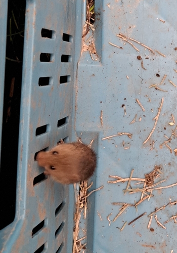 Eurasian Harvest Mouse, 2616 LV Delft, Países Bajos, photo 8 of 10