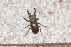Lucanus maculifemoratus dybowskyi