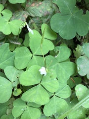 Oxalis trilliifolia