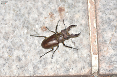 Lucanus maculifemoratus dybowskyi