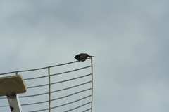 Cynanthus latirostris