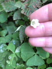 Oxalis trilliifolia