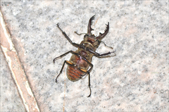 Lucanus maculifemoratus dybowskyi