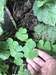 Oxalis trilliifolia