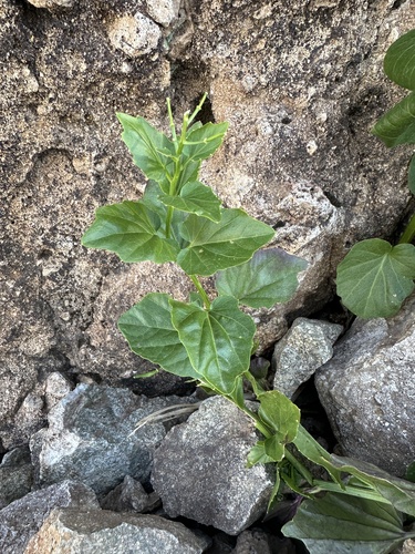 heartleaf bittercress (Cardamine cordifolia)