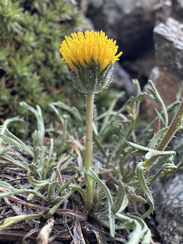 Depauperate Fleabane (Erigeron mancus)
