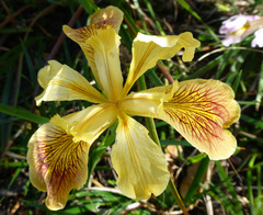 Iris innominata