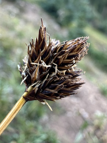 Ebony Sedge (Carex ebenea)