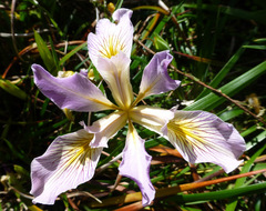 Iris innominata