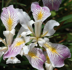 Iris innominata