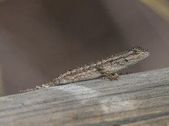 Sceloporus occidentalis