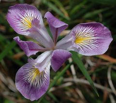 Iris innominata