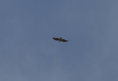 Buteo jamaicensis