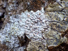 Pertusaria werneriana