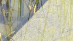 Pseudoxiphophorus bimaculatus