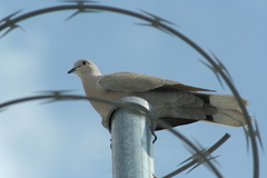 Streptopelia decaocto