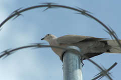 Streptopelia decaocto