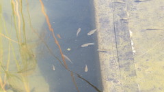 Pseudoxiphophorus bimaculatus