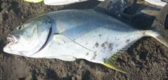 Caranx caninus