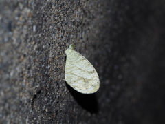 Leptosia nina niobe
