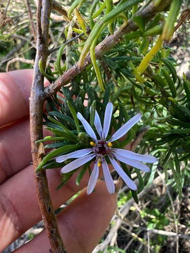 Olearia glutinosa, photograph 6