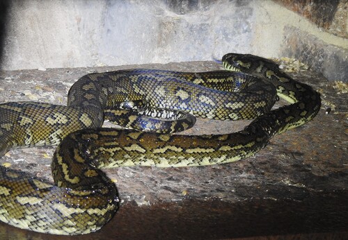 Coastal Carpet Python sighting