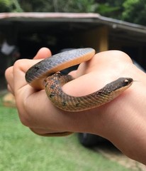 Erythrolamprus epinephalus