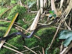 Erythrolamprus epinephalus