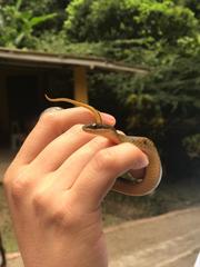 Erythrolamprus epinephalus