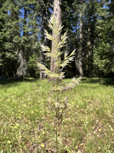 pine reed grass (Calamagrostis rubescens)