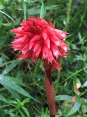 Stenorrhynchos albidomaculatum
