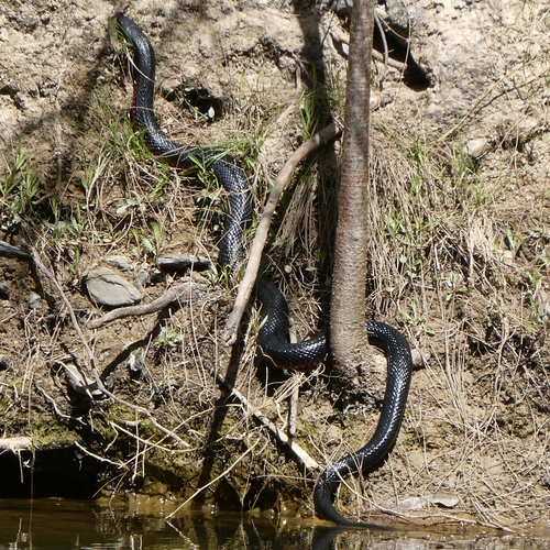 Red-bellied Black Snake sighting