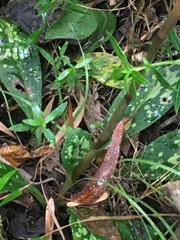 Stenorrhynchos albidomaculatum