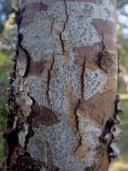 Phaeographis dendritica