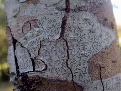 Phaeographis dendritica