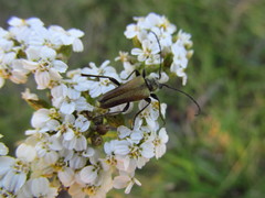 Lepturobosca chrysocoma
