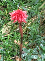 Stenorrhynchos albidomaculatum