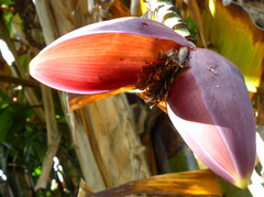 Musa sikkimensis