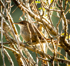 Tarphonomus certhioides