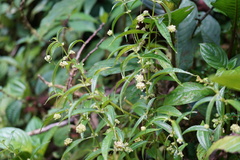 Pilea angustifolia image