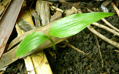 Musa sikkimensis