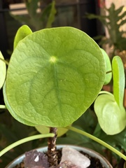 Pilea peperomioides