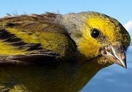 Corsican Finch, Provincia di Livorno, Italia, photo 10 of 10
