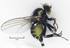 Liriomyza flavocentralis