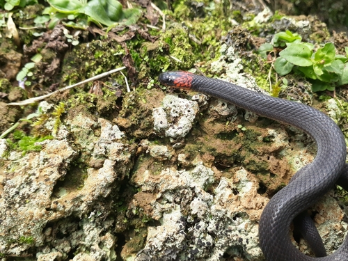 Photo of a Hallowell's Coffee Snake (Ninia atrata)