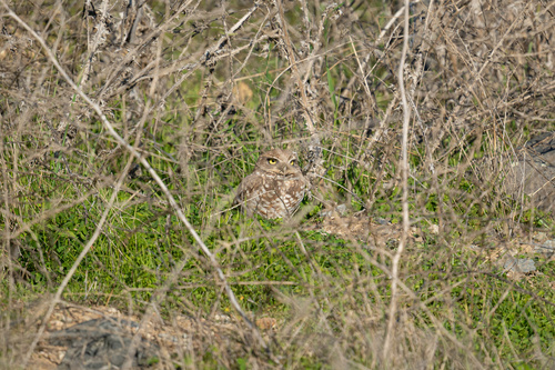 View observation of {o.common_name} on iNaturalist