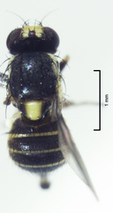 Liriomyza flavocentralis