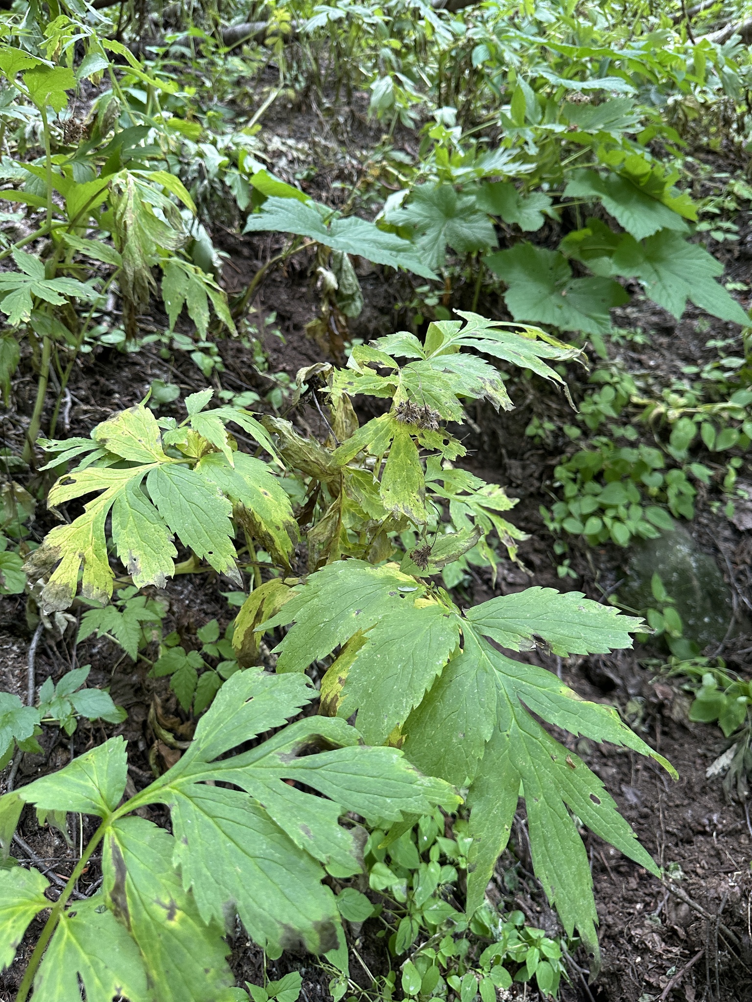 Fendler's Waterleaf (Hydrophyllum fendleri)