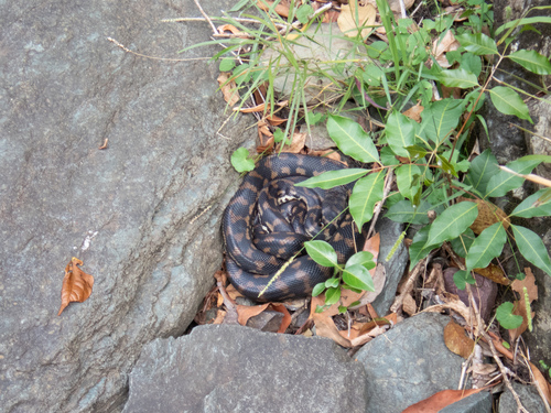 Coastal Carpet Python sighting